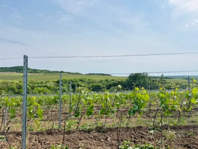 Pannon Tokaj