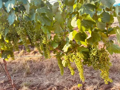 Pannon Tokaj