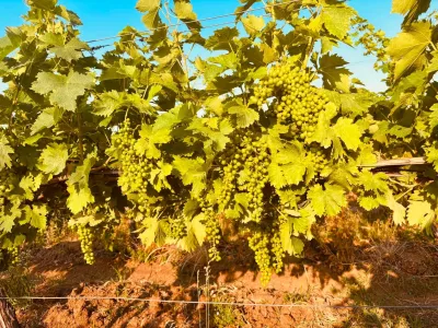 Pannon Tokaj