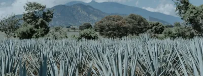 Tequilas del Señor