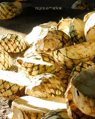 Tequilas del Señor
